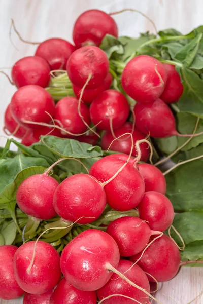 Taze kırmızı organik turp, Raphanus raphanistrum subsp. sativus Linkler 