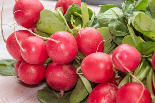 Taze kırmızı organik turp, Raphanus raphanistrum subsp. sativus Linkler 