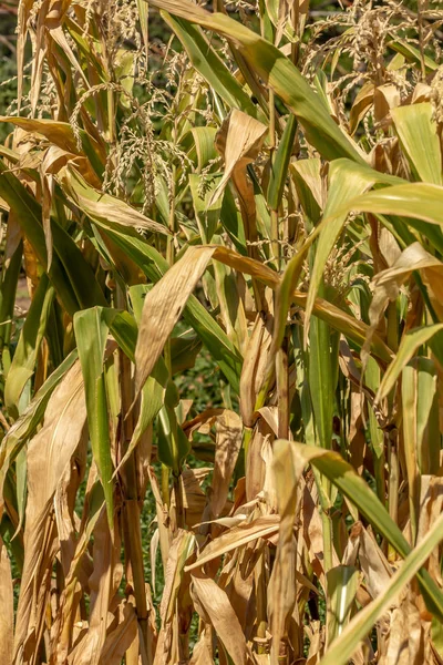 Organik yeşil mısır bitkiler, Zea mays çiçeklenme