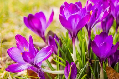 Crocus (çoğul krokus), göz familyasından çiçekli bir bitki cinsidir. Tek bir krokus, bir avuç timsah, timsah dolu bir çayır, yakın plan krukus.