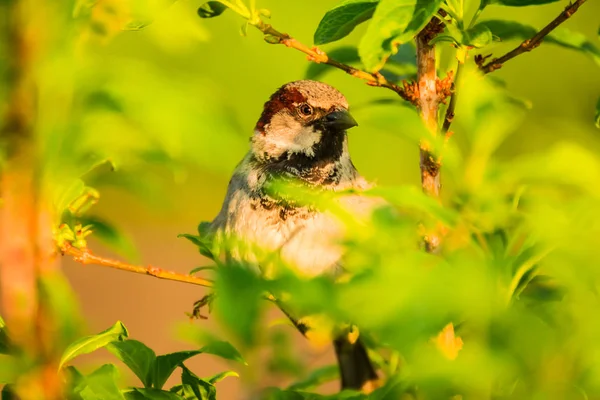 Male Female House Sparrow Passer Domesticus Bird Sparrow Family Passeridae — Stock Photo, Image