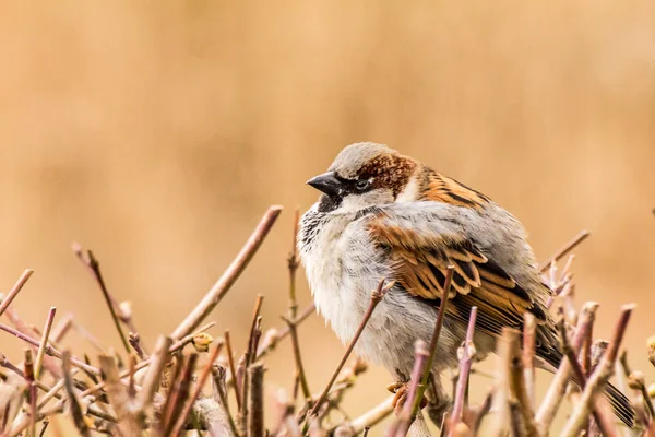 Male Female House Sparrow Passer Domesticus Bird Sparrow Family Passeridae — Stock Photo, Image