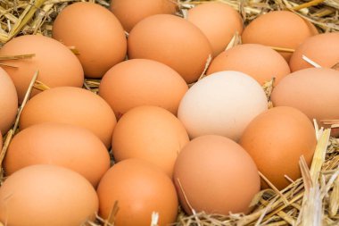 Freerange taze çiğ yumurta geri dönüştürülmüş kağıt yumurta kartonları veya saman