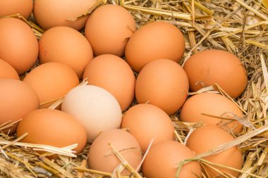 Freerange taze çiğ yumurta geri dönüştürülmüş kağıt yumurta kartonları veya saman