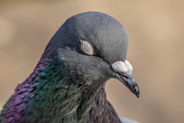 Yerli güvercin rock rock güvercin olarak da adlandırılan güvercin türetilmiş bir güvercin alt türü var. Columba livia domestica