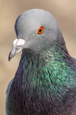 Yerli güvercin rock rock güvercin olarak da adlandırılan güvercin türetilmiş bir güvercin alt türü var. Columba livia domestica