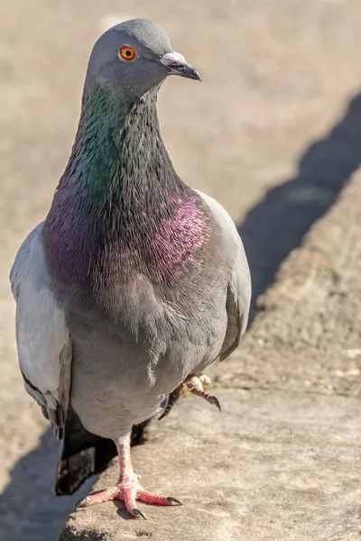 Domestic Pigeon Pigeon Subspecies Derived Rock Dove Also Called Rock — Stock Photo, Image