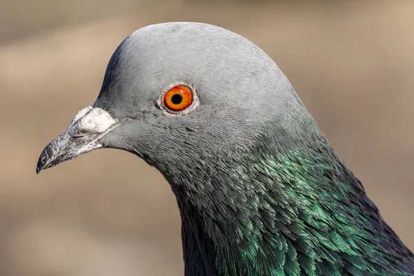 Inhemska Duva Duva Underart Som Härleddes Från Rock Duvan Också — Stockfoto