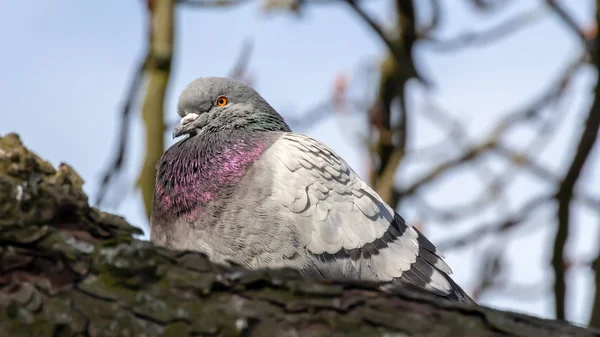 Domestic Pigeon Pigeon Subspecies Derived Rock Dove Also Called Rock — Stock Photo, Image