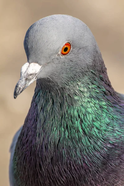 Yerli güvercin rock rock güvercin olarak da adlandırılan güvercin türetilmiş bir güvercin alt türü var. Columba livia domestica