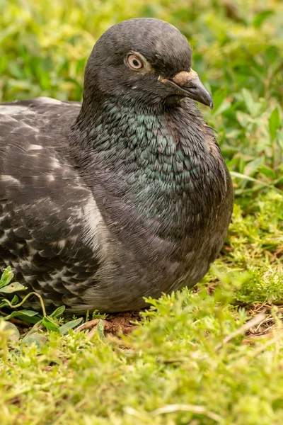 Pombo Doméstico Uma Subespécie Pombo Que Foi Derivada Pomba Rocha — Fotografia de Stock