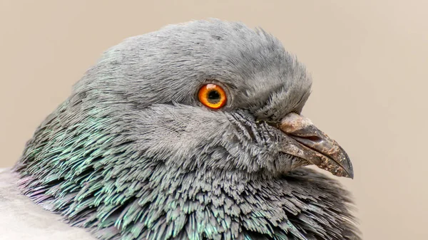 Domestic Pigeon Pigeon Subspecies Derived Rock Dove Also Called Rock — Stock Photo, Image