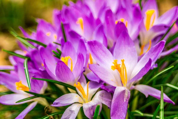 クロッカス Crocus 複数のクロッカス Croci 虹彩科の開花植物の属です クロッカスの群生クロッカスでいっぱいの牧草地クローズアップ クロッカス — ストック写真