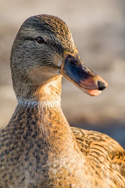 Kvinnliga Gräsand Eller Vildanden Anas Platyrhynchos Närbild — Stockfoto