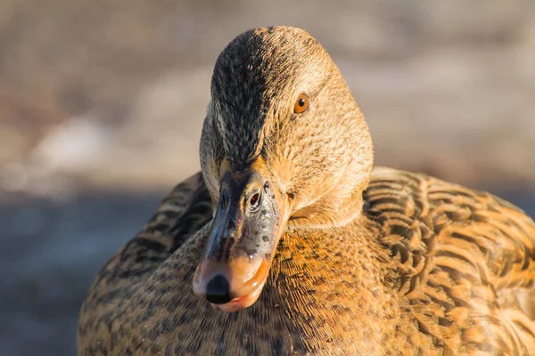 Kvinnliga Gräsand Eller Vildanden Anas Platyrhynchos Närbild — Stockfoto