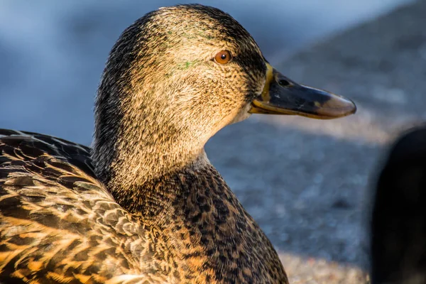 Kvinnliga Gräsand Eller Vildanden Anas Platyrhynchos Närbild — Stockfoto