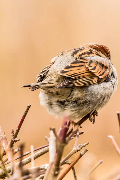 Male House Sparrow Passer Domesticus Bird Sparrow Family Passeridae Found — Stock Photo, Image