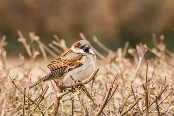 Male House Sparrow Passer Domesticus Bird Sparrow Family Passeridae Found — Stock Photo, Image