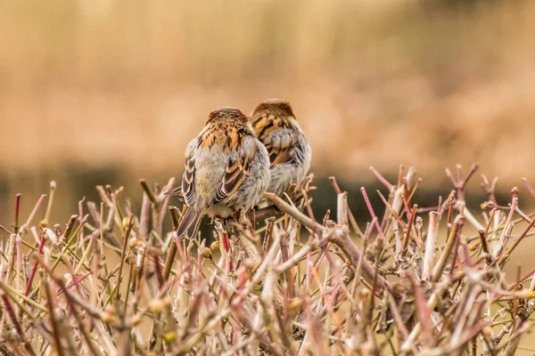 Male House Sparrow Passer Domesticus Bird Sparrow Family Passeridae Found — Stock Photo, Image