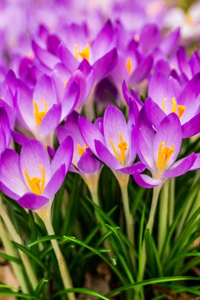 Çiğdem, çoğul çiğdemler veya croci çiçekli bitkiler Iris ailesindeki cinsidir. Bir tek crocus, çiğdemler, çayır, yakın çekim bir demet