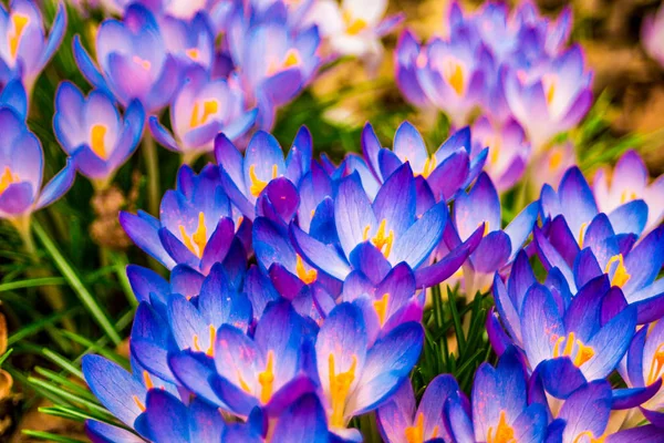 Çiğdem, çoğul çiğdemler veya croci çiçekli bitkiler Iris ailesindeki cinsidir. Bir tek crocus, çiğdemler, çayır, yakın çekim bir demet