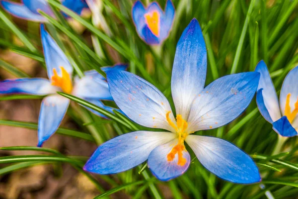 Çiğdem, çoğul çiğdemler veya croci çiçekli bitkiler Iris ailesindeki cinsidir. Bir tek crocus, çiğdemler, çayır, yakın çekim bir demet