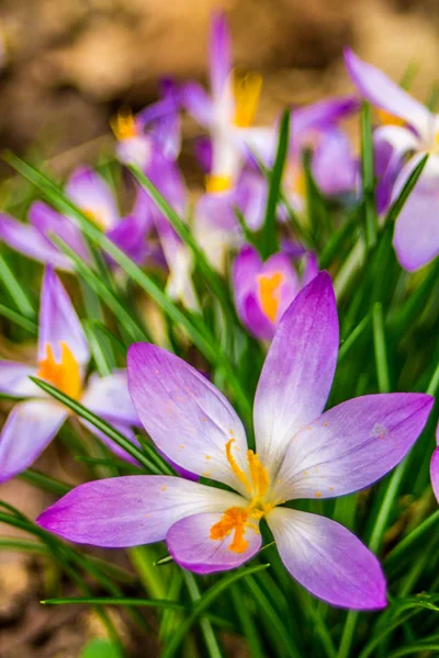 Crocus Género Plantas Con Flores Perteneciente Familia Iris Solo Azafrán — Foto de Stock