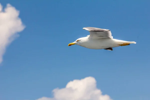European Herring Gull Seagull Larus Argentatus Flying Summer Shores Aegean — Stock Photo, Image