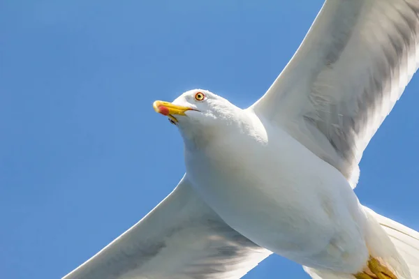 Goéland Argenté Européen Mouette Larus Argentatus Volant Été Long Des — Photo