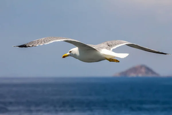 European Herring Gull Seagull Larus Argentatus Flying Summer Shores Aegean — Stock Photo, Image