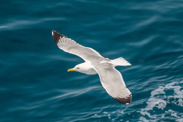 Gaivota Arenque Europeia Gaivota Larus Argentatus Voando Verão Longo Das — Fotografia de Stock