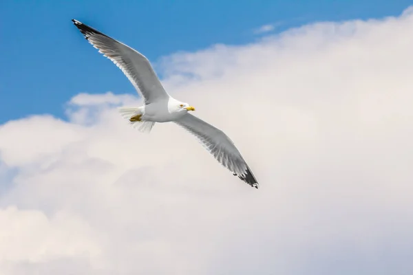 European Herring Gull Seagull Larus Argentatus Flying Summer Shores Aegean — Stock Photo, Image
