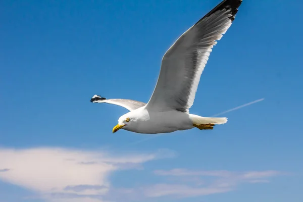 Europese Zilvermeeuw Seagull Larus Argentatus Vliegen Zomer Langs Oevers Van — Stockfoto