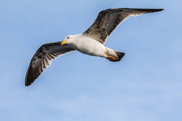 Gaivota Arenque Europeia Gaivota Larus Argentatus Voando Verão Longo Das — Fotografia de Stock