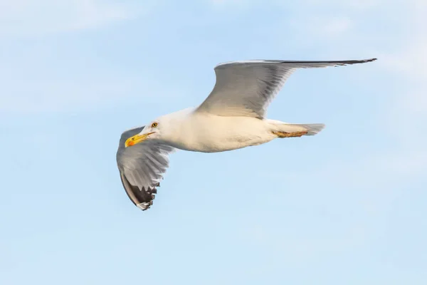 Avrupa ringa martı, martı, Atina, Yunanistan yakınındaki Ege Denizi'nin kıyılarında yaz aylarında uçan Larus argentatus