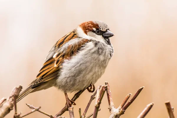 Erkek Dişi Serçe Passer Domesticus Atmacagiller Passeridae Familyasından Bir Kuş — Stok fotoğraf