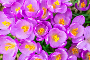 Crocus (çoğul krokus), göz familyasından çiçekli bir bitki cinsidir. Tek bir krokus, bir avuç timsah, timsah dolu bir çayır, yakın plan krukus.