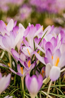 Crocus (çoğul krokus), göz familyasından çiçekli bir bitki cinsidir. Tek bir krokus, bir avuç timsah, timsah dolu bir çayır, yakın plan krukus.