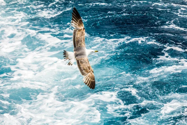 Avrupa ringa martı, martı, Atina, Yunanistan yakınındaki Ege Denizi'nin kıyılarında yaz aylarında uçan Larus argentatus