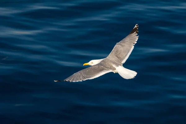 Gaivota Arenque Europeia Gaivota Larus Argentatus Voando Verão Longo Das — Fotografia de Stock