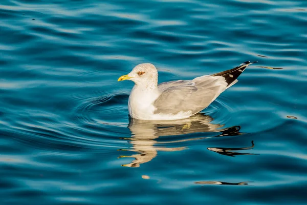 Måke Som Svømte Dypt Blått Vann Europeiske Sildemåker Måker Larus – stockfoto