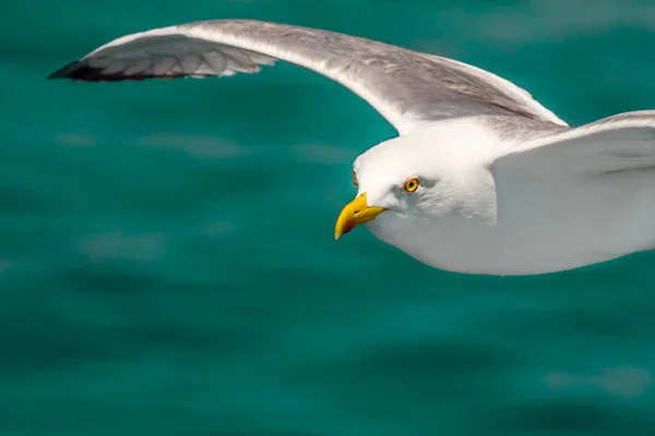 Mewa Srebrzysta Mewa Larus Argentatus Pływające Lecie Wzdłuż Brzegu Morza — Zdjęcie stockowe