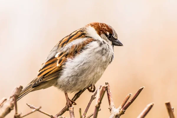 Erkek Dişi Serçe Passer Domesticus Atmacagiller Passeridae Familyasından Bir Kuş — Stok fotoğraf