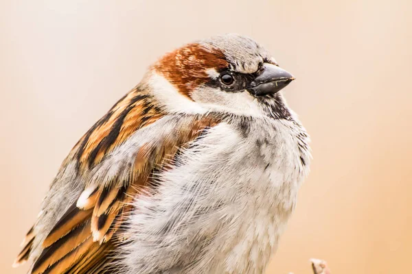 Erkek Dişi Serçe Passer Domesticus Atmacagiller Passeridae Familyasından Bir Kuş — Stok fotoğraf