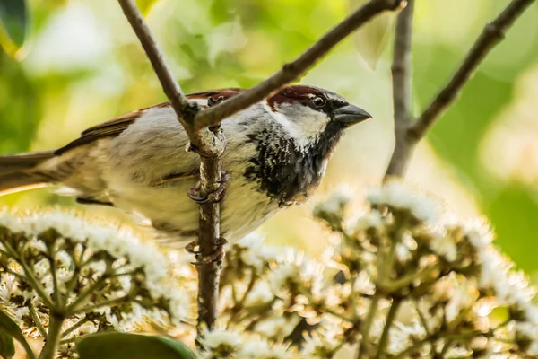 Passer Domesticus Una Especie Ave Paseriforme Familia Passeridae — Foto de Stock