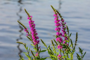 Taze güzel mor çiçek açan çiçeklerbir bir göl arka plan. Lupinus, lupin veya lupine 