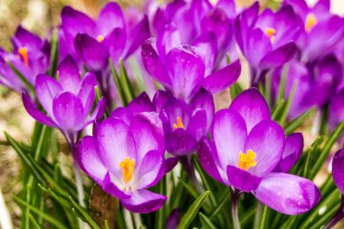 Crocus (çoğul krokus), göz familyasından çiçekli bir bitki cinsidir. Tek bir krokus, bir avuç timsah, timsah dolu bir çayır, yakın plan krukus.
