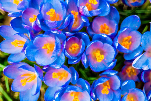 Crocus (çoğul krokus), göz familyasından çiçekli bir bitki cinsidir. Tek bir krokus, bir avuç timsah, timsah dolu bir çayır, yakın plan krukus.