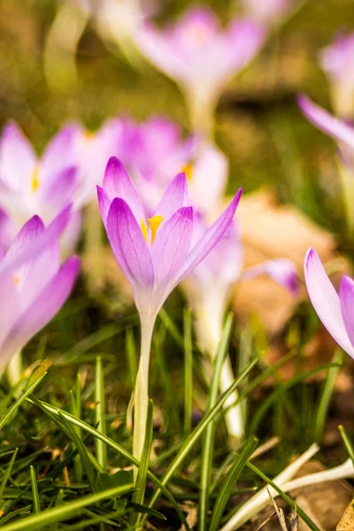 Krokus Krokusy Mnogie Lub Krokodyle Rodzaj Roślin Kwitnących Rodzinie Tęczówek — Zdjęcie stockowe