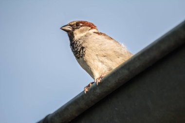 Erkek ya da dişi serçe (